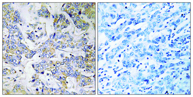 Anti-RPL37 antibody produced in rabbit affinity isolated antibody