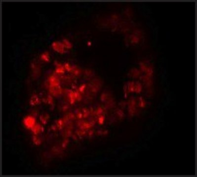 Anti-PRICKLE1 antibody produced in rabbit affinity isolated antibody