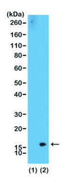 Anti-Dimethyl-Histone H3 (Lys36) antibody, Rabbit monoclonal recombinant, expressed in HEK 293 cells, clone RM141, purified immunoglobulin