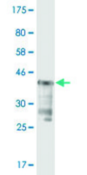 Monoclonal Anti-USP5 antibody produced in mouse clone 4G4, purified immunoglobulin, buffered aqueous solution