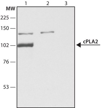 Anti-Phospholipase A2 (cPLA2) (N-terminal) antibody produced in rabbit ~1.5&#160;mg/mL, affinity isolated antibody