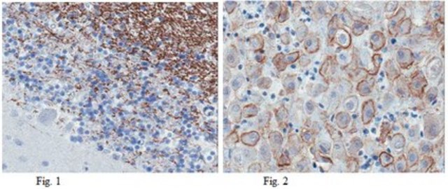 Anti-Sphingosine 1-phosphate receptor 5 (S1P5) Antibody, clone 13F9.1 clone 13F9.1, from mouse