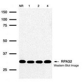 Monoclonal Anti-RPA2 antibody produced in mouse