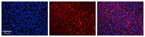 Anti-RHOD (AB2) antibody produced in rabbit affinity isolated antibody