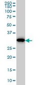 Monoclonal Anti-PPIE antibody produced in mouse clone 2F5, purified immunoglobulin, buffered aqueous solution