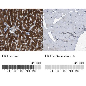 Anti-FTCD antibody produced in rabbit Prestige Antibodies&#174; Powered by Atlas Antibodies, affinity isolated antibody, buffered aqueous glycerol solution