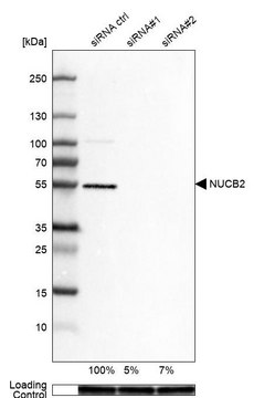 Anti-NUCB2 antibody produced in rabbit Prestige Antibodies&#174; Powered by Atlas Antibodies, affinity isolated antibody, buffered aqueous glycerol solution