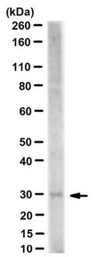 Anti-TAF10/TAFII30 Antibody, clone 23TA-1H8 ascites fluid, clone 23TA-1H8, from mouse