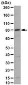 抗Cullin-4A from rabbit, purified by affinity chromatography