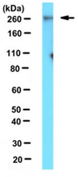 Anti-Cav3.2 Calcium Channel Subunit Antibody, clone N55/10 clone N55/10, from mouse