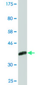 Monoclonal Anti-CNOT2, (C-terminal) antibody produced in mouse clone 3F1, ascites fluid