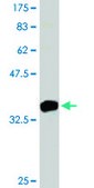 Monoclonal Anti-PTK7 antibody produced in mouse clone 4F5, purified immunoglobulin, buffered aqueous solution