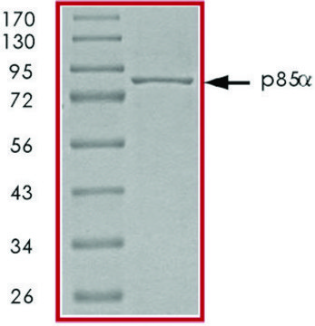 PI3K (P85 ALPHA) Protein recombinant