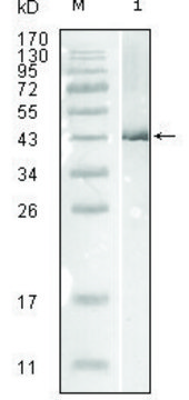 Monoclonal Anti-Influenza B virus Nucleoprotein antibody produced in mouse clone 1A2A11, ascites fluid