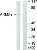 Anti-ARMCX2 antibody produced in rabbit affinity isolated antibody