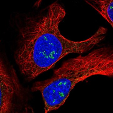 Anti-TMEM50B antibody produced in rabbit Prestige Antibodies&#174; Powered by Atlas Antibodies, affinity isolated antibody