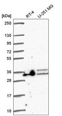 Anti-ALYREF antibody produced in rabbit Prestige Antibodies® Powered by Atlas Antibodies, affinity isolated antibody