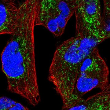 Anti-NDUFS1 antibody produced in rabbit Prestige Antibodies&#174; Powered by Atlas Antibodies, affinity isolated antibody