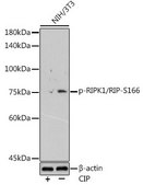 Anti-Phospho-RIPK1/RIP-S166 antibody produced in rabbit