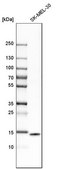 Anti-ISG15 antibody produced in rabbit Prestige Antibodies® Powered by Atlas Antibodies, affinity isolated antibody, buffered aqueous glycerol solution