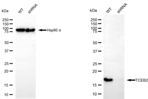 KD-Validated Anti TCEB2 Antibody, clone 23GB5615, Rabbit Monoclonal clone 23GB5615, recombinant rabbit monoclonal, expressed in HEK293 cells