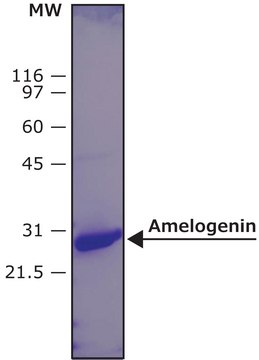 Amelogenin, human X isoform, recombinant, expressed in E. coli