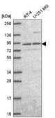 Anti-SEC23B antibody produced in rabbit Prestige Antibodies® Powered by Atlas Antibodies, affinity isolated antibody