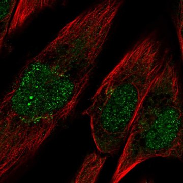 Anti-PCDH10 antibody produced in rabbit Prestige Antibodies&#174; Powered by Atlas Antibodies, affinity isolated antibody