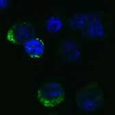 Anti-SARS-CoV-2 (COVID-19) Spike RBD antibody produced in rabbit affinity isolated antibody