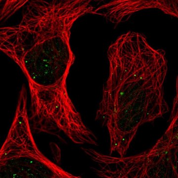 Anti-PLAGL1 antibody produced in rabbit Prestige Antibodies&#174; Powered by Atlas Antibodies, affinity isolated antibody