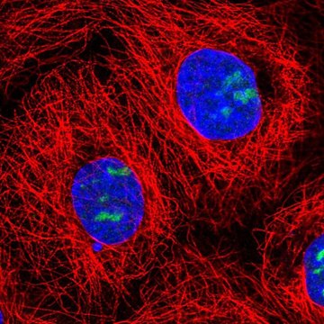 Anti-NOC3L antibody produced in rabbit Prestige Antibodies&#174; Powered by Atlas Antibodies, affinity isolated antibody