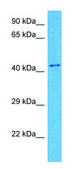 Anti-NPY2R (N-terminal) antibody produced in rabbit affinity isolated antibody