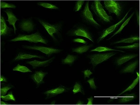 Monoclonal Anti-DAZAP2, (C-terminal) antibody produced in mouse clone 3G21, purified immunoglobulin, buffered aqueous solution