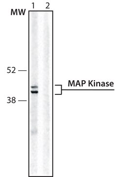 Monoclonal Anti-MAP Kinase, Activated/monophosphorylated (Phosphothreonine ERK-1&amp;2) antibody produced in mouse ~2&#160;mg/mL, clone ERK-PT115, purified immunoglobulin, buffered aqueous solution