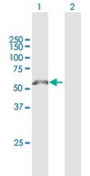 Anti-LRP11 antibody produced in mouse purified immunoglobulin, buffered aqueous solution