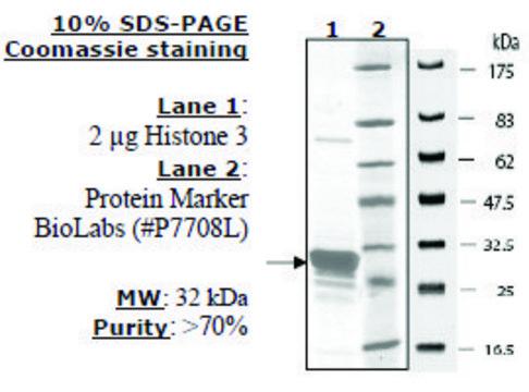 Histone H3 (2-58) human recombinant, expressed in E. coli, &#8805;70% (SDS-PAGE)