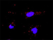 Monoclonal Anti-PML antibody produced in mouse clone 1D12, purified immunoglobulin, buffered aqueous solution