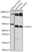 Anti-FOXL2 Antibody, clone 4H5X3, Rabbit Monoclonal