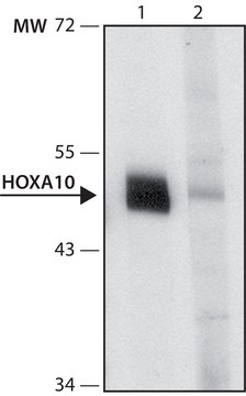 Anti-HOXA10 (N-terminal) antibody produced in rabbit ~1.0&#160;mg/mL, affinity isolated antibody, buffered aqueous solution