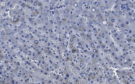 Anti-Factor IX Antibody, clone 1C9 ZooMAb® Rabbit Monoclonal recombinant, expressed in HEK 293 cells