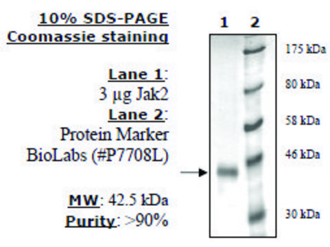 Jak2 Jh1 Active human recombinant, expressed in baculovirus infected insect cells, &#8805;80% (SDS-PAGE)