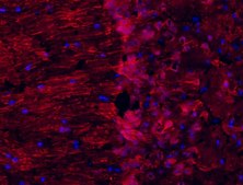 Neuro-Chrom Pan Neuronal Marker Antibody-Rabbit Neuro-Chrom, from rabbit