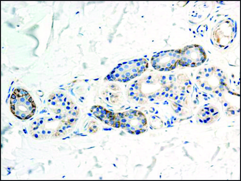 Anti-Ephrin-B2 antibody ,Mouse monoclonal clone EFR-163M, purified from hybridoma cell culture