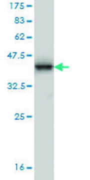 Monoclonal Anti-MMRN1 antibody produced in mouse clone 4B9, purified immunoglobulin, buffered aqueous solution