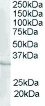 Anti-CREM antibody produced in goat affinity isolated antibody, buffered aqueous solution