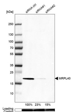 Anti-MRPL40 antibody produced in rabbit Prestige Antibodies&#174; Powered by Atlas Antibodies, affinity isolated antibody, buffered aqueous glycerol solution