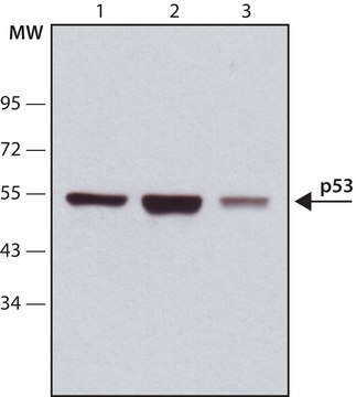 抗p53抗体，小鼠单克隆 小鼠抗 clone PAb1801, purified from hybridoma cell culture