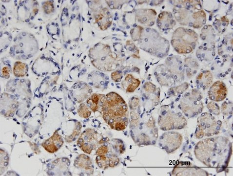 Monoclonal Anti-ANGPT4 antibody produced in mouse clone 1B7, purified immunoglobulin, buffered aqueous solution