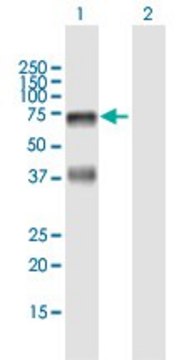 Anti-HABP2 antibody produced in mouse purified immunoglobulin, buffered aqueous solution