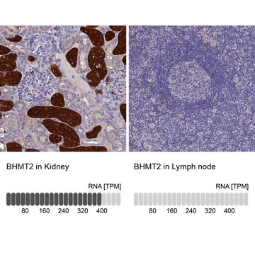 Anti-BHMT2 antibody produced in rabbit Prestige Antibodies&#174; Powered by Atlas Antibodies, affinity isolated antibody, buffered aqueous glycerol solution